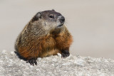 groundhog 6