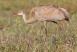 sandhill crane colt 112