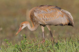 sandhill crane colt 113