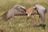 sandhill crane colt 114