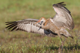 sandhill crane colt 115