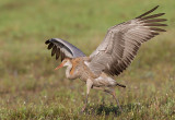 sandhill crane colt 118