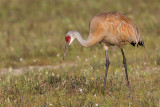 sandhill crane 264