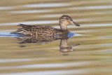green-winged teal 12