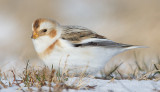 snow bunting 56