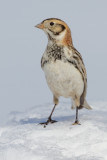 lapland longspur 85