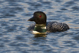 Common Loon 