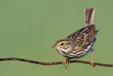 savannah sparrow 81