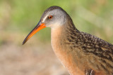 virginia rail 72