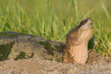 snapping turtle 7