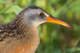 virginia rail 73