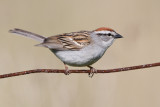 chipping sparrow 39