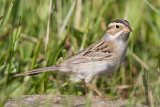 clay coloured sparrow 14