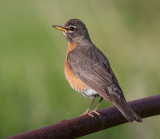 Robins