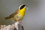 Common Yellowthroat