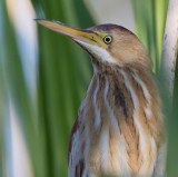 American and Least Bitterns