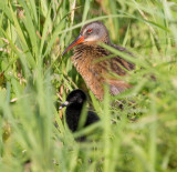 virginia rail family