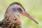 virginia rail 78