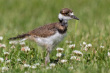 Killdeers