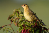 juvenile bobolink 44