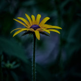 wildflower.jpg