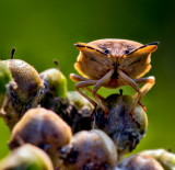 Shield Bug