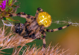 Cross Spider