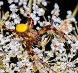The European garden spider
