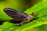 Mayfly