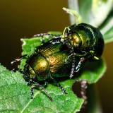 Dead-nettle Leaf Beetle