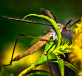 Cranefly