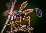 Mud Dauber Wasp