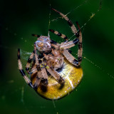 The Four-Spot Orb-Weaver 