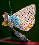 The Silver-studded Blue