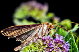 Microlepidoptera ?