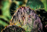 Desert Prickly Pear