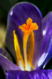 The Spring Crocus