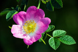 Wild Rose