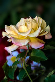 Summer Beauty