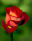 Becoming a Rose
