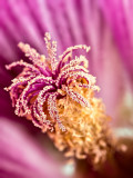 Hollyhock