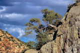Mt. Potosi Canyon Road