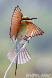 Blue Tailed Bee-Eater