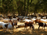 Goats at the Creek.jpg