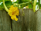 Squash Flower and Fence.jpg
