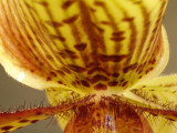 Lady Slipper Detail.jpg