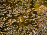 Leaves on Creek.jpg