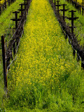 Spring Vineyard.jpg