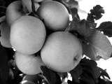 Apples BW.jpg