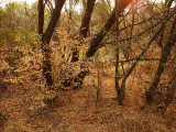 Fall Forest 1.jpg